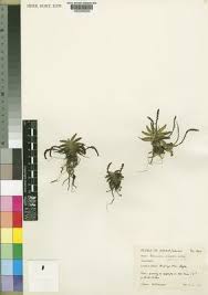 Image result for Bolusiella iridifolia