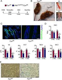 You may also need other tests to find out what is causing the iron deficiency. A Genetic Mouse Model Of Severe Iron Deficiency Anemia Reveals Tissue Specific Transcriptional Stress Responses And Cardiac Remodeling Journal Of Biological Chemistry