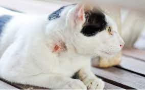 Abscesses In Cats Vca Animal Hospital