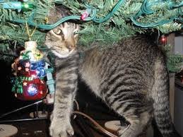 This isn't an issue as long as they don't eat anything while they are in there, get sap on their fur, or knock the whole thing over. Tips For Keeping The Cat Out Of The Christmas Tree