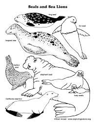 Learn About Seals And Sea Lions On Exploringnature Org Coloring Pages Lion Illustration