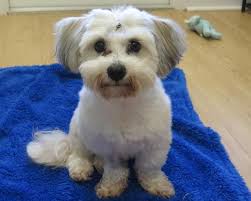 However, if vsc screens 3 patients in one day, the cost will be approximately $550.00 each. Havanese Puppies Nc Cost The Y Guide