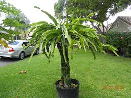 Dragonfruit cactus is grown by planting a dragonfruit seed in a cactus patch, requiring 95 farming. My Potted Dragon Fruit Growing Nicely On This Sturdy Trellis That I Hand Made With Just A Few Supplies Cultivars Dragon Fruit Tree Potted Trees Fruit Trees