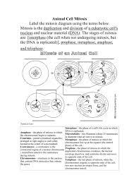 Although animal cells lack these cell structures, both of them have nucleus, mitochondria, endoplasmic reticulum, etc. Snc2p 04 08a Animal Cell Mitosis Enchanted