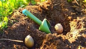 Wondering how to plant seed potatoes? How Far Apart To Plant Potatoes Urbanorganicyield Com