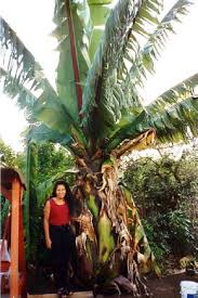 Image result for Ensete gilletii