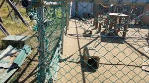 ニホンザル７０匹脱走 何者かがフェンス切断 富津 高宕山自然動物園 千葉日報オンライン