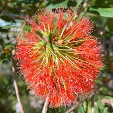 Image result for Melaleuca hypericifolia