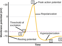A plant cell in a dilute solution (higher water potential than the cell contents). 7 2 Resting Graded And Action Potential Introductory Animal Physiology