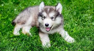 Puppies rarely made it to our sales page because we have a waiting list that fills up quickly each time we are going to have new husky puppies. Miniature Husky Is This The Right Dog For Your Family