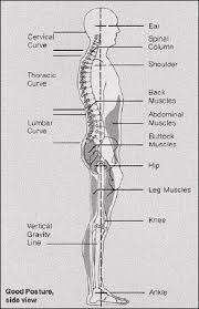 There are a few yoga poses that really stretched my psoas, but i will. Low Back Pain Related To Hyperlordosis Physiopedia