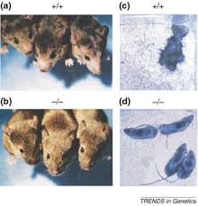 If you need more control over the jpeg compression quality please use thumbnails to activate the manual mode. Mouse Models For Psychiatric Disorders Sciencedirect