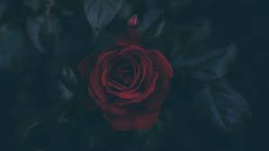 Best rose wallpaper, desktop background for any computer, laptop, tablet and phone. Red Roses 1080p 2k 4k 5k Hd Wallpapers Free Download Wallpaper Flare