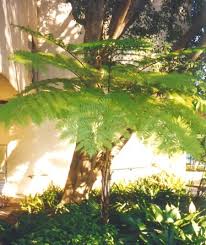 Image result for Cyphia erecta