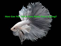 How Can You Tell If Your Betta Fish Is Dying Bettafishaquarium Com