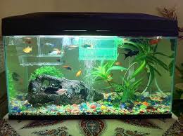 Mollies are an ideal choice of live bearing fish (i.e. Mollies Fish My New 2 Tanks With Some Mollies Guppies And Angels Aquarium Molly Fish Guppy Guppy Fish