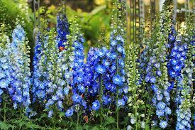 How To Grow And Care For Delphiniums Gardener S Path