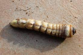 The beetles are harmless to humans, but their big size can be unnerving. Palo Verde Root Borer Larva Derobrachus Hovorei Bugguide Net