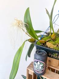 Image result for Bulbophyllum prorepens
