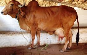 Some 30 well defined breeds of cattle have been listed in india. Top 10 High Demanding Milk Producing Cattle Breeds In India