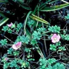 Image result for Geranium aculeolatum