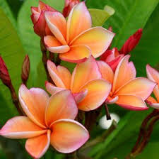 Pin On Plumerias