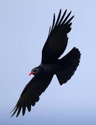 May 27 A Clifftop Walk Reveals A Chough Family Ragged And Red Billed Floating In The Breeze A Summer Of Briti Common Birds British Wildlife Natural World