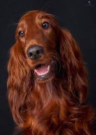 Pin On Canidae