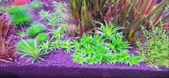 Image result for Eriocaulon transvaalicum