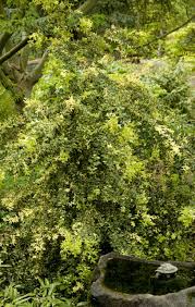 Image result for Buxus