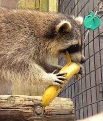 In Texas At The Houston Zoo A Raccoon Is Seen Enjoying A Nice Sweet Banana Yum Houston Zoo Raccoon Zoo