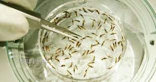 Maka itu, ikuti cara membunuh jentik nyamuk berikut ini! Waspada Dbd Di Sleman Kecamatan Depok Dan Godean Belum Bebas Jentik