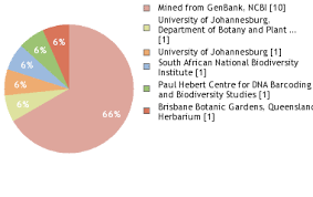 Image result for Pleurostylia africana