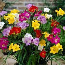 Freesia Single Mix Dormant Bulbs 36 Pack 70290 The Home Depot Freesia Flowers Bulb Flowers Flowers