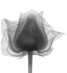 Another Xray Art Art X Ray