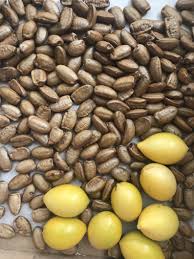 Image result for Artabotrys