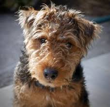 With dogvacay, your pet always stays with a trusted sitter in i have had all kinds of animals ranging from chicken, goats, puppies, dogs. Thomas Terriers