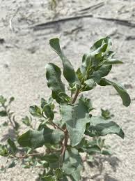 Image result for Olax pentandra