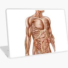 Internal and external obliques are hard to differentiate even though they do slightly different movements. External Oblique Muscles Device Cases Redbubble