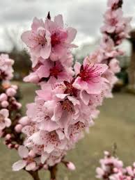 Image result for Prunus persica