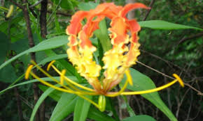 Image result for Sphaeranthus flexuosus