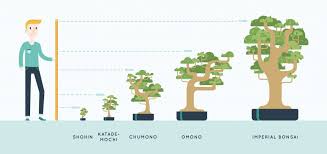 The main objective of a bonsai is to keep trees in a miniature form. Bonsai For Beginners The Definitive Guide All Things Flowers Blog By Sydney Florists Flowers Across Sydney