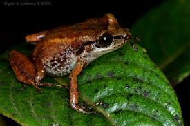Mozart S Frog Eleutherodactylus Amadeus Frog Tree Frogs Cute Frogs