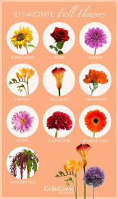 Summer is fading away having trouble trying to choose just the right boutique for yourself? 10 Favorite Fall Wedding Flowers Fall Wedding Flowers Wedding Flower Arrangements Floating Candles Wedding