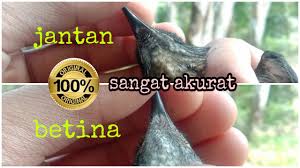 Semua membedakannya berdasar tongkrongan dan warna bulu. Cara Membedakan Kacer Trotolan Jantan Dan Betina Umur 1bulan Cute766