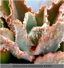 Kalanchoe Beharensis Fang Succulents Fang