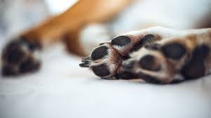 Jun 02, 2020 · leave the nail grinder on the floor and let your dog sniff it. Dog Nail Grinding Is It Safe And How To Do It Properly Barking Royalty