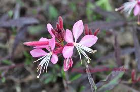 This app has over 800 pictures of flowers. Garden Answers Plant Identification App Plant Identification App Plant Identification Plants