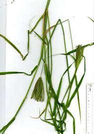 Image result for Chloris pilosa