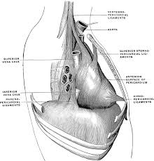 Image result for Pericardium